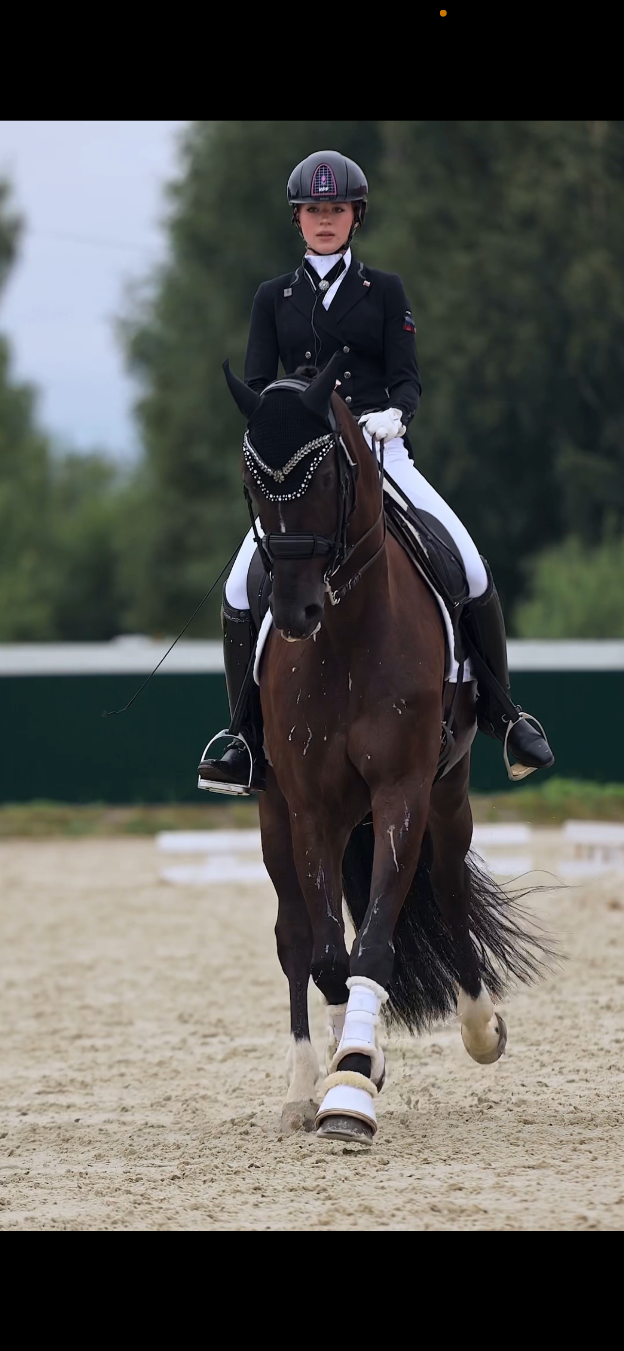 Horse browband Caesar by IBV Equine