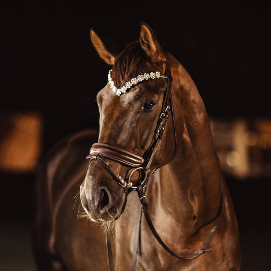 Horse browband Caesar White by IBV Equine