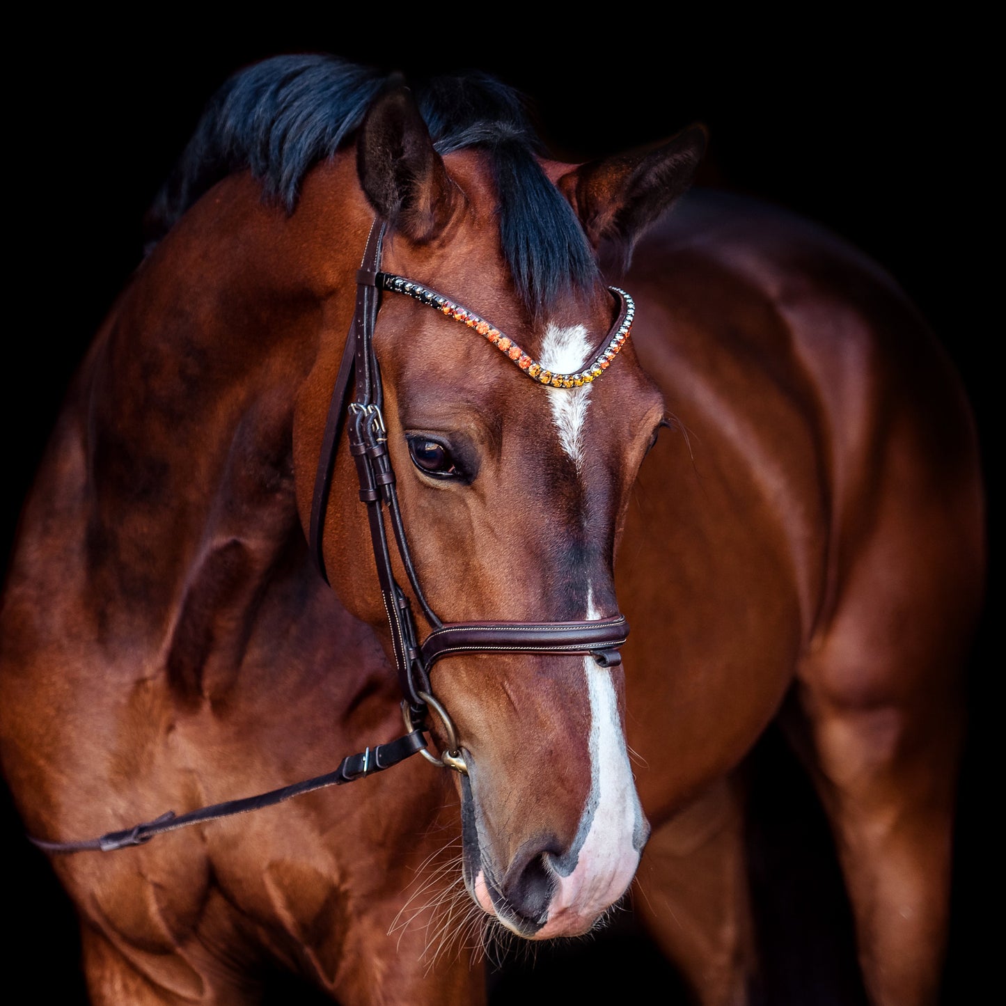Horse browband Crystal Black to Yellow Ombre by IBV Equine