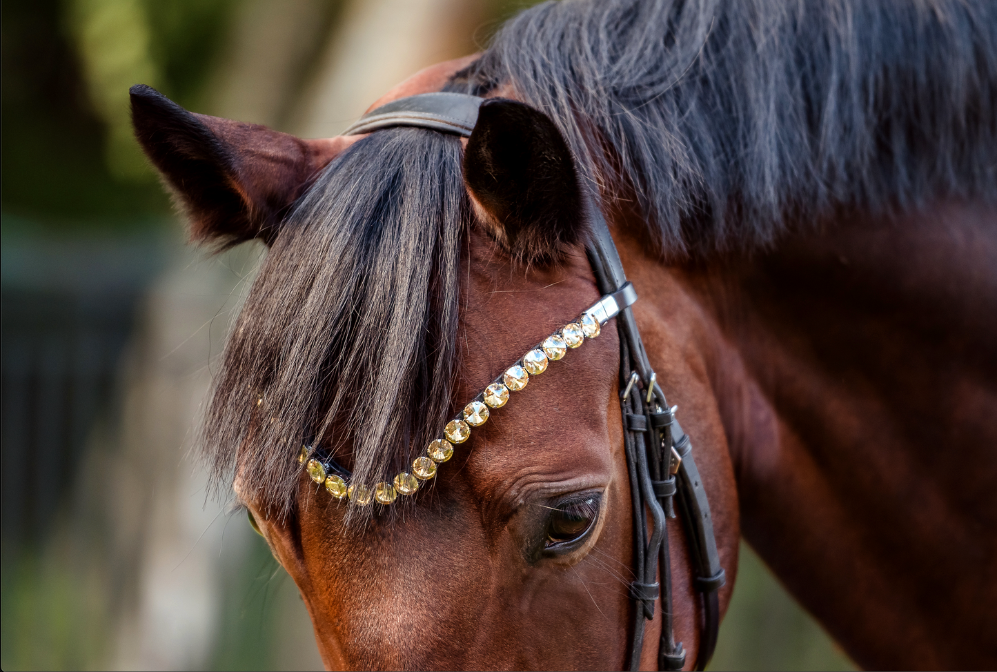 Horse browband Crystal Champagne by IBV Equine