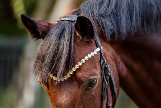 Horse browband Crystal Champagne by IBV Equine