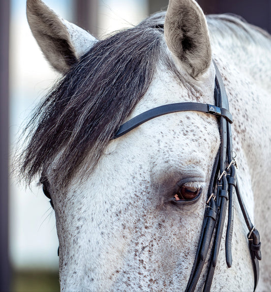 Horse browband Leather Brown by IBV Equine