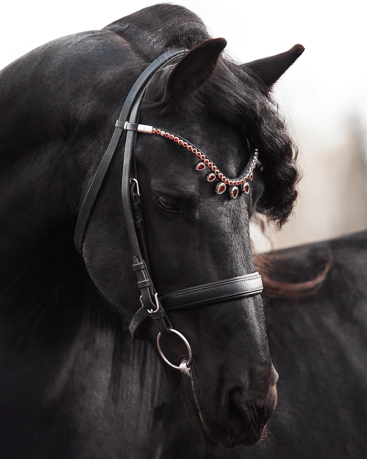 Horse browband Triumph Diamond Premium by IBV Equine This exquisite browband is composed entirely of brilliant artificial diamonds, meticulously set within an incredibly beautiful lace frame. The top row of these magnificent diamonds commands attention at a striking 8 mm, creating a continuous river of light.Featuring our exclusive magnetic snap system, you can instantly change your browband to suit any outfit or occasion.