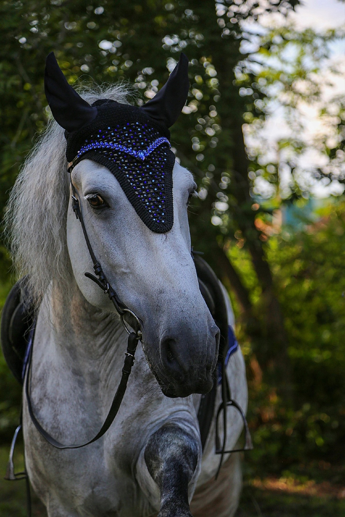 IBV EQUINE Regalia browband