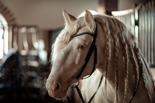 Exclusive offer: 14-day production&delivery!  Horse browband Crystal by IBV Equine