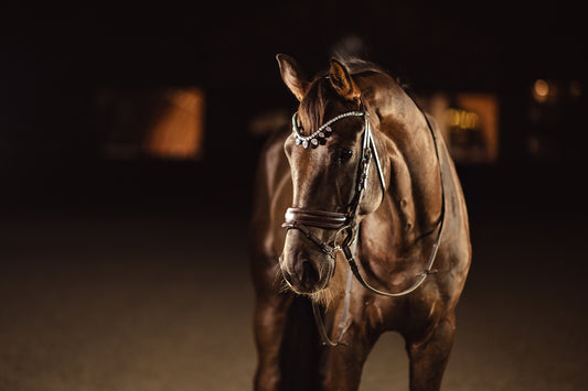Horse browband Triumph Diamond Premium by IBV Equine This exquisite browband is composed entirely of brilliant artificial diamonds, meticulously set within an incredibly beautiful lace frame. The top row of these magnificent diamonds commands attention at a striking 8 mm, creating a continuous river of light.Featuring our exclusive magnetic snap system, you can instantly change your browband to suit any outfit or occasion. 
 